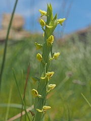 Habenaria laevigata