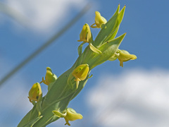 Habenaria laevigata