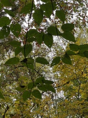 Viburnum setigerum