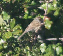 Spizella passerina