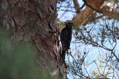 Sphyrapicus thyroideus