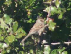 Spizella passerina