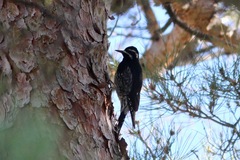 Sphyrapicus thyroideus