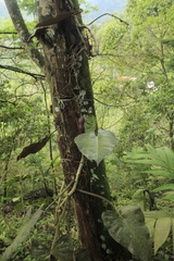 Philodendron erubescens