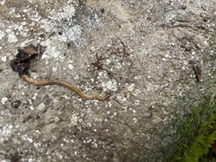 Bipalium adventitium