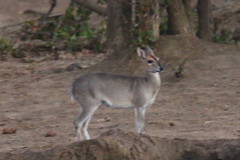 Sylvicapra grimmia caffra