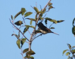 Pipilo erythrophthalmus