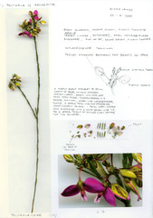 Polygala recognita