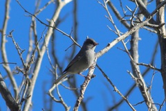Junco hyemalis caniceps