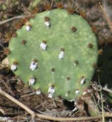 Dactylopius coccus