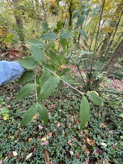 Viburnum setigerum