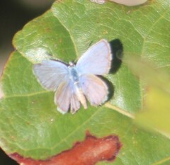 Hemiargus ceraunus