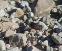 Eumesosoma
