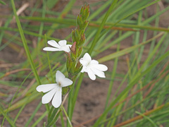 Striga elegans