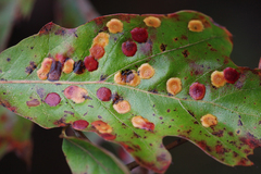 Polystepha pustuloides