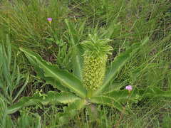 Eucomis autumnalis clavata