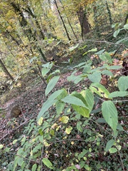 Viburnum setigerum