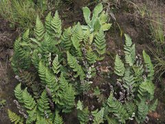 Cheilanthes eckloniana