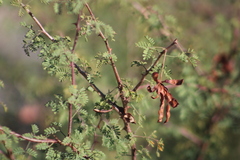 Mimosa texana