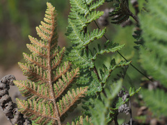 Cheilanthes eckloniana