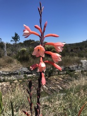 Watsonia tabularis