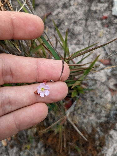 Drosera montana