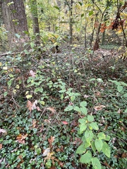 Viburnum setigerum