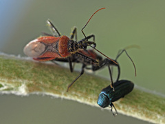 Rhynocoris