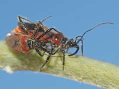 Rhynocoris