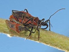 Rhynocoris