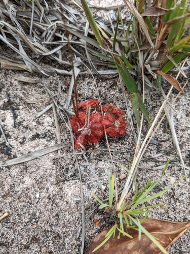 Drosera montana