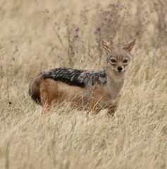 Lupulella mesomelas schmidti