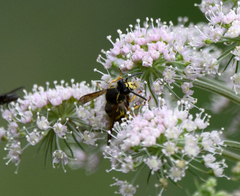 Dolichovespula saxonica