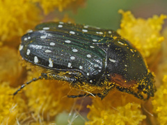 Oxythyrea marginalis