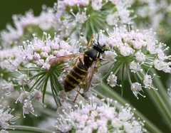 Dolichovespula saxonica