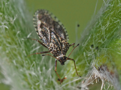 Dictyla nassata