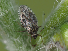 Dictyla nassata