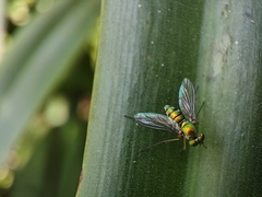 Chrysosomatini