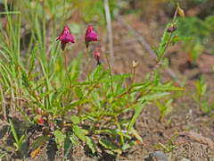 Hermannia coccocarpa