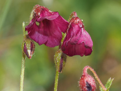 Hermannia coccocarpa
