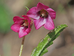 Hermannia coccocarpa
