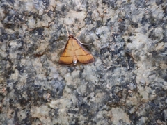 Cnaphalocrocis medinalis