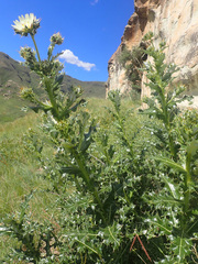 Berkheya cirsiifolia