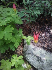 Aquilegia elegantula