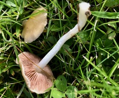 Hebeloma sacchariolens