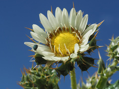 Berkheya cirsiifolia