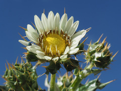 Berkheya cirsiifolia