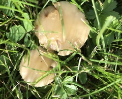 Hebeloma sacchariolens