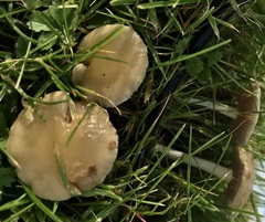 Hebeloma sacchariolens