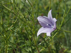 Wahlenbergia krebsii